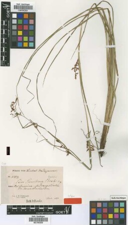 Carex renschiana Boeckeler [isotype]