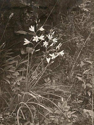 Traubige Graslilie (Anthericum liliago) oder Astlose Graslilie oder Große Graslilie