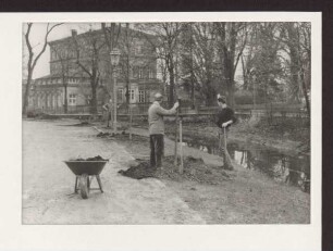 Wiederverpflanzung der Allee. Detmold. Allee. Papierabzug