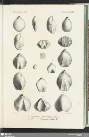 Pl. 508