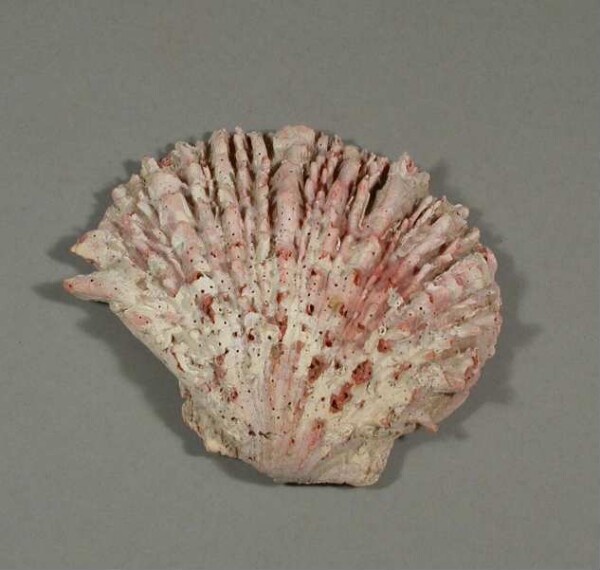 Spondylus shell