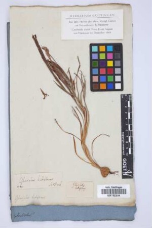 Gladiolus tubiflorus