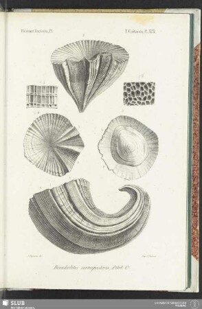 Pl. 573