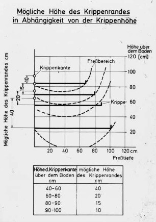 Mögliche Höhe der Krippenrandes in Abhängigkeit von der Krippenhöhe