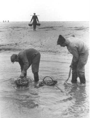 Büsum. Muschelgräber graben Muscheln im Watt aus