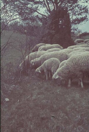 Deutschland. Weidende Schafe