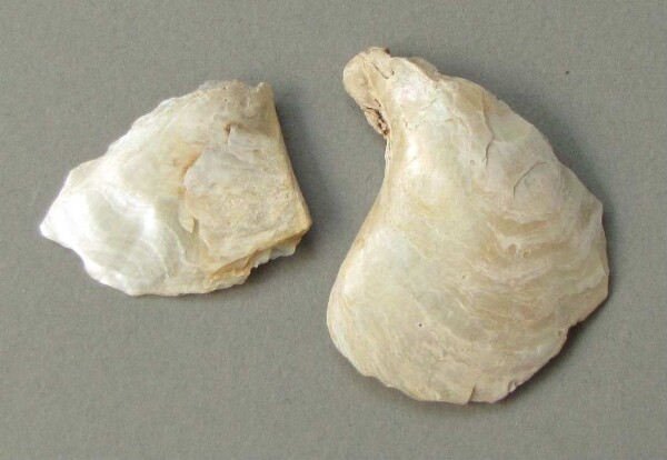 Shell pendant (?)