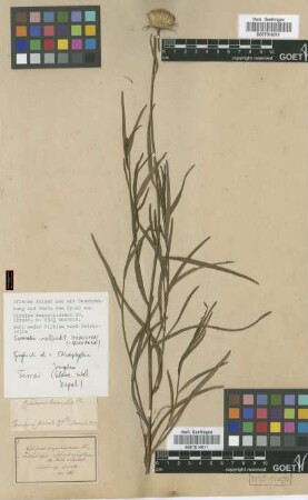 Carduus humilis