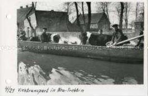 Hochwasserkatastrophe im Oderbruch