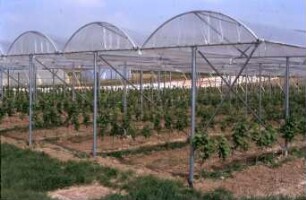 Fotografie: Obstbau, Kulturtechnik