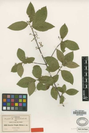 Chomelia pringlei S.Watson [type]