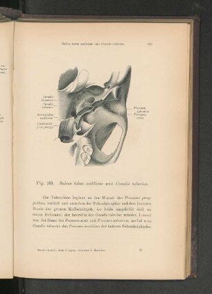Fig. 168. Sulcus tubae auditivae und Canalis tubarius.