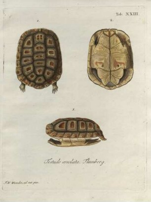 Tab. XXIII. Testudo areolata Thunberg.