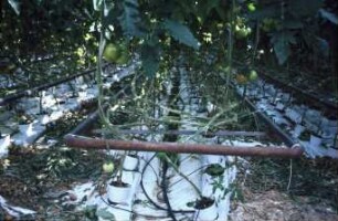 Fotografie: Gartenbautechnik-Freiland, Erntetechnik, Tomate