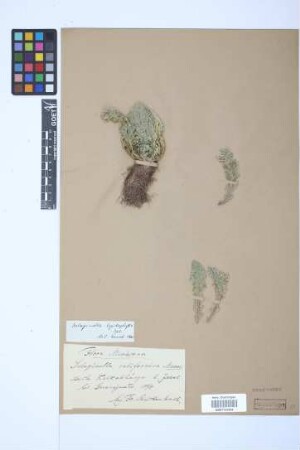 Selaginella lepidophylla (Hook. & Grev.) Spring