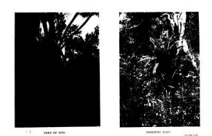 PARASITIC FERN