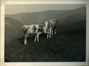 Album: Allerlei