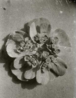 Blütenstand der Pflanze Sonnwend-Wolfsmilch (Euphorbia helioscopia)