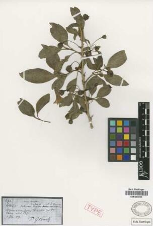 Iochroma australe Griseb.