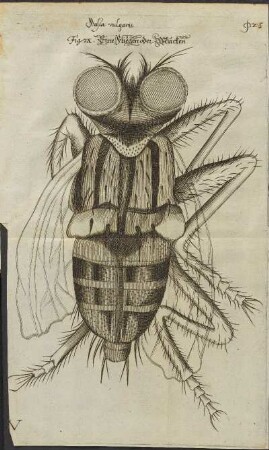 Illustration 11: Fig. IX.