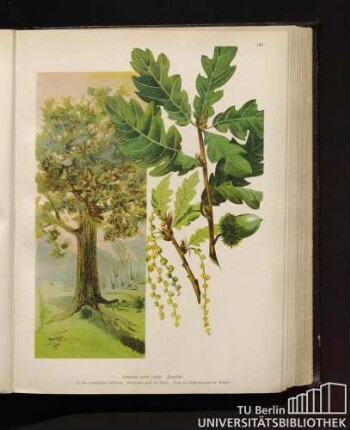 Quercus cerris Linné. Zerreiche.