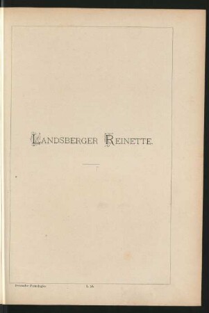I. 38. Landsberger Reinette