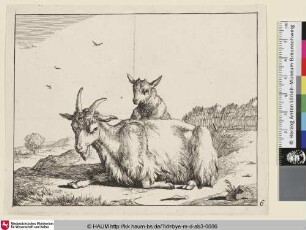 [Un chèvre couchée, vue de trois quarts, et dirigée vers la gauche; Liegende Ziege nach links gewannt, hinter ihr ein Ziegenkitz]