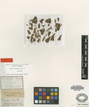 Azorella selago Hook.f. [isotype]