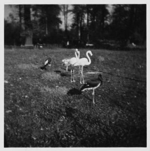 Dresden. Zoologischen Garten. Gehege mit Flamingos