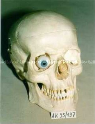 Anatomisches Modell (menschlicher) "Schädel"