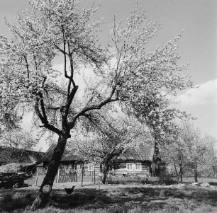 Spreewald. Historisches Wohnhaus