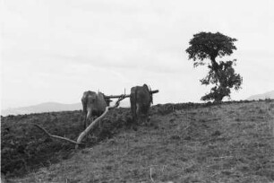 Feldbestellung bei Kamba (Äthiopienreise 1937/1938 - 3. Fahrt: von Addis Abeba nach Mogadischu und zurück)