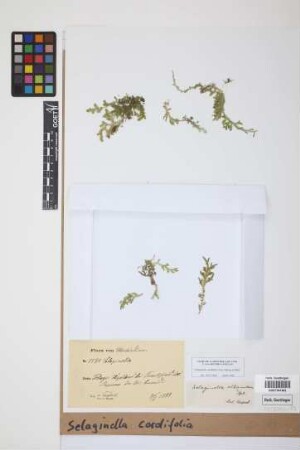 Selaginella cordifolia (Desv. ex Poir.) Spring