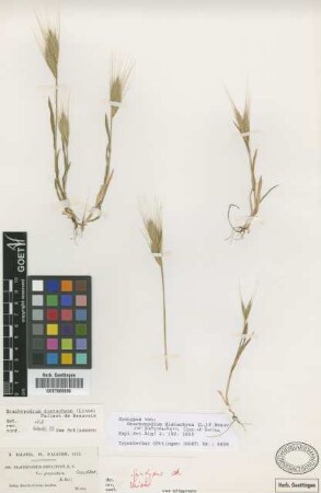 Brachypodium distachyon (L.) P.Beauv. var. Coss. & Dur. platystachyon[syntype]