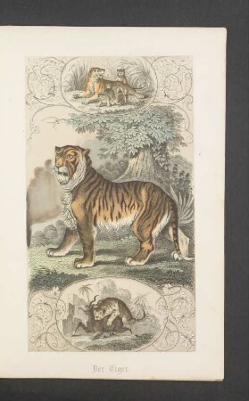 Tafel: Der Tiger.