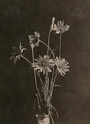 Wiesen-Bocksbart (Tragopogon pratensis)