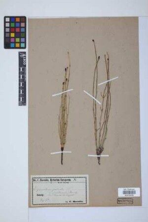 Equisetum palustre L.