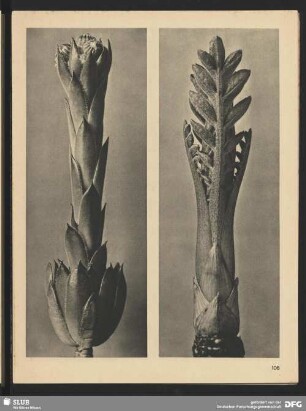 Cephalaria dipsacoides - Schuppenkopf, Kopfskabiose - Junger Sproß (5mal vergrößert)