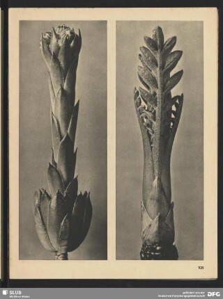 Cephalaria dipsacoides - Schuppenkopf, Kopfskabiose - Junger Sproß (5mal vergrößert)