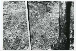 Freital-Zauckerode. Paul-Berndt-Grube (ehemaliger Königin-Carola-Schacht), Grubenfeld Kaiserschacht (x 392; y 2065), Streb 25. Kamm mit Brekzienstruktur