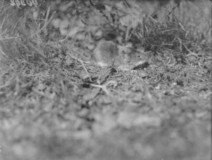 Rötelmaus : Rötelmaus (Myodes glareolus Schreber).