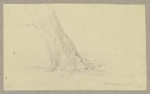 Schief gewachsener Baum bei Willingshausen