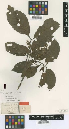 Guarea densiflora Poepp. & Endl. [isotype]
