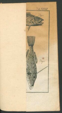 TAB. XXXII.