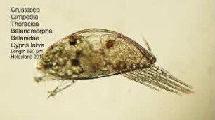 Cypris larva Helgoland 2019