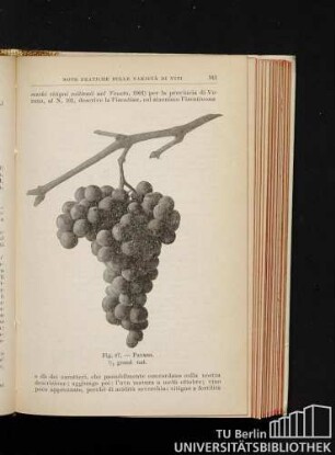 Fig. 87. - Pavana. 1/2 grand. nat.
