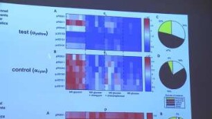 Synthetic Biology and engineering multicellular systems