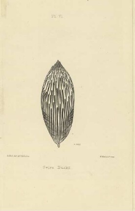 Plate LXXI. Scale of Seira Buskii.