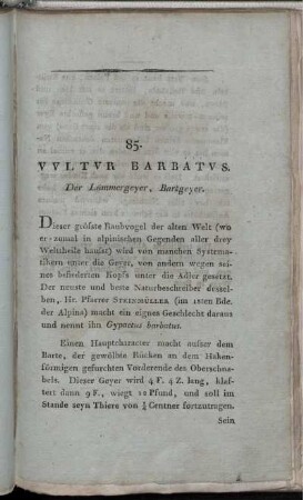 Vultur Barbatus. Der Lämmergeyer, Bartgeyer.