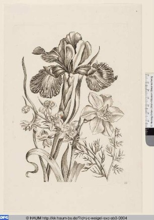 Rittersporn, Narzisse und Iris